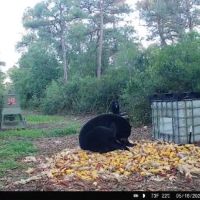 Oversized Hunting Tract At Pocosin Farms