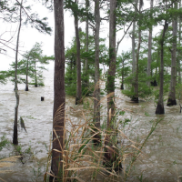 Waterfowl Hunting Anahuac NWR OF 37,000 Acres in Chambers, TX