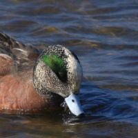 Waterfowl Hunting Anahuac NWR OF 37,000 Acres in Chambers, TX images 4