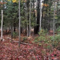 53 - Acres Great for Deer Camp or Buildable Kalkaska MI images 3