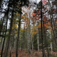 53 - Acres Great for Deer Camp or Buildable Kalkaska MI images 4