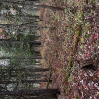 53 - Acres Great for Deer Camp or Buildable Kalkaska MI images 5