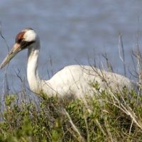 Aransas NWR of 153,950 Acres Waterfownl Hunting Land in Aransas, TX images 2