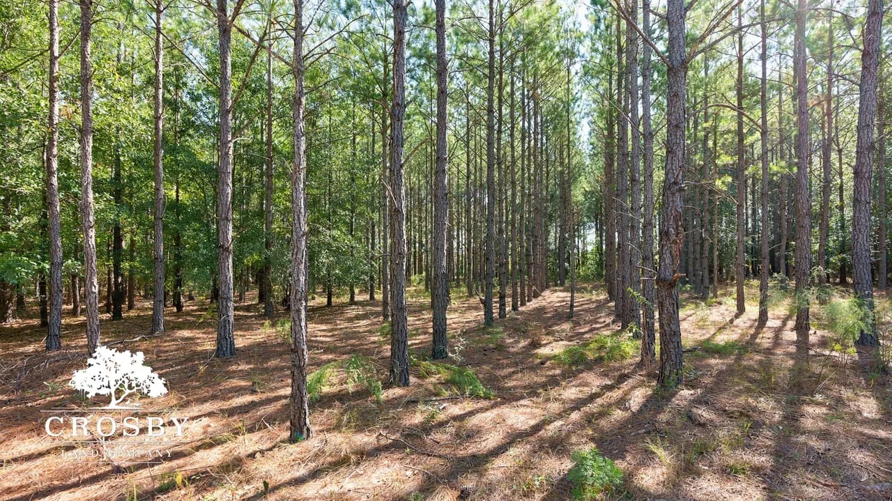 Brown Mobley Tract Hunting Land for Sale