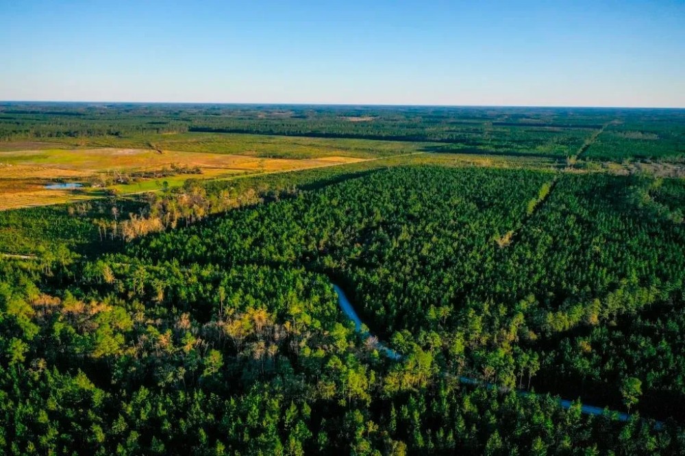 Ware County Pine Property Hunting Land for Sale