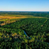 Ware County Pine Property
