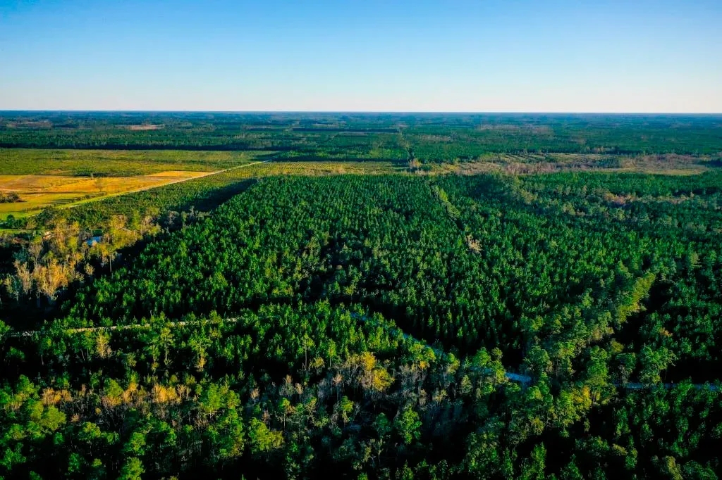Ware County Pine Property Hunting Land for Sale