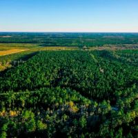 Ware County Pine Property images 2