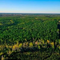 Ware County Pine Property images 3