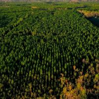 Ware County Pine Property images 4