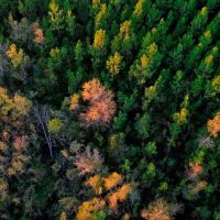 Ware County Pine Property images 5