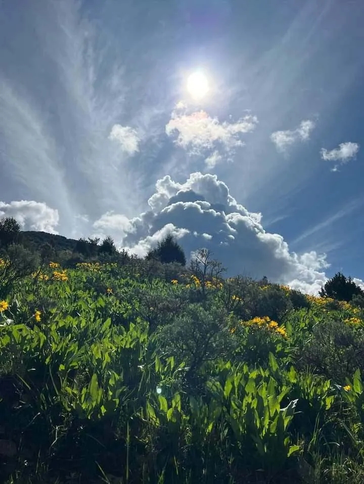 East Dempsey Creek Hideaway Hunting Land for Sale