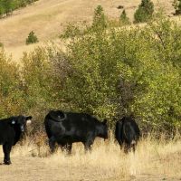 Trident Star Ranch images 4