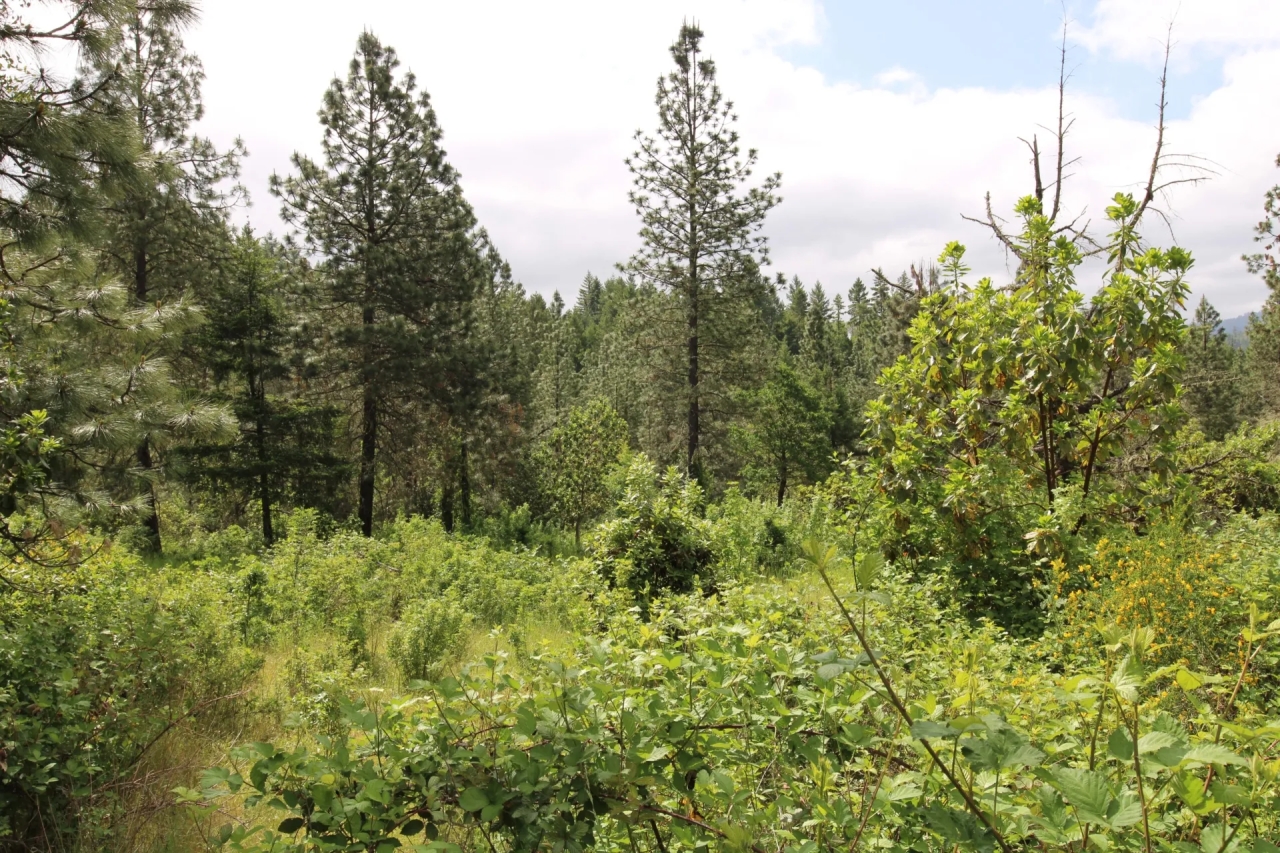 Nickel Mountain Ranch Hunting Land for Sale