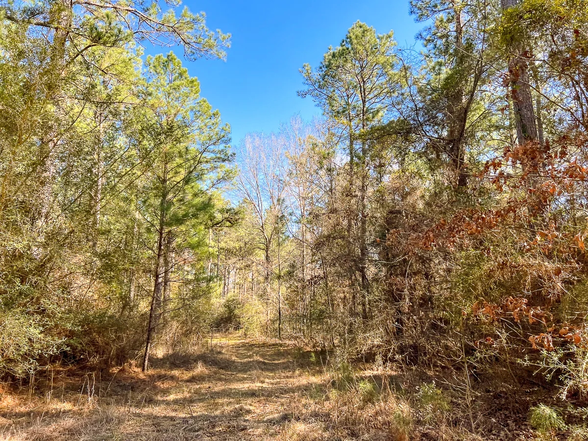 36 Acres Paces Creek T307715 Hunting Land for Sale HuntingLocator