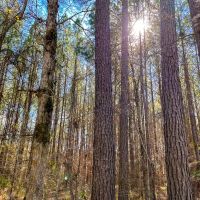 36 Acres Paces Creek T3077-15 images 3