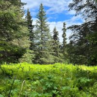 Mountain View Lot in Ninilchik images 2