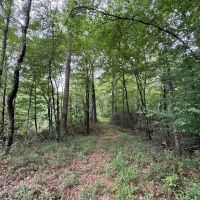 16.14 Acres Tangipahoa River Frontage in SW MS images 5