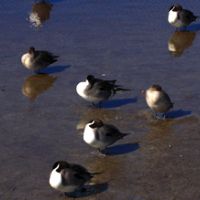 Duck Hunting Big Boggy NWR of 4,526 acres in Southeastern Matagorda, TX images 2