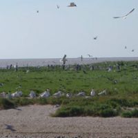 Duck Hunting Big Boggy NWR of 4,526 acres in Southeastern Matagorda, TX images 5