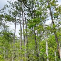 55 Acres Cravens Camp Rd. D-3 Silsbee Stake images 2