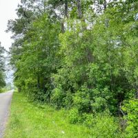 55 Acres Cravens Camp Rd. D-3 Silsbee Stake images 3