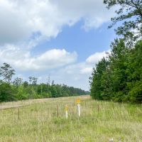 55 Acres Cravens Camp Rd. D-3 Silsbee Stake images 4