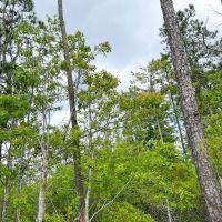 55 Acres Cravens Camp Rd. D-3 Silsbee Stake images 5