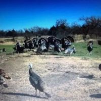 OK - Ellis 463 acres - images 2