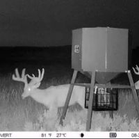 OK - Ellis 463 acres - images 4