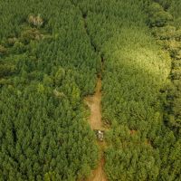 106 Acres with a Cabin in Lamar County Alabama images 4