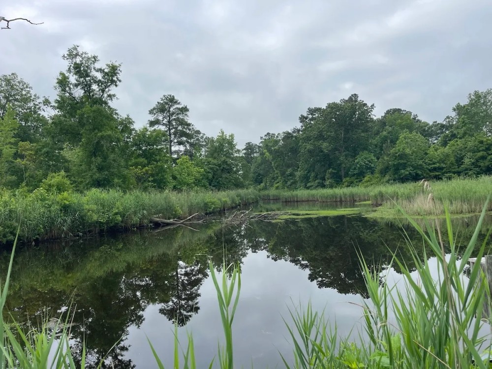 Small Hunting Tract In Eastern North Carolina featured image