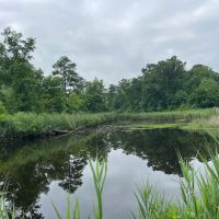 Small Hunting Tract In Eastern North Carolina images 5