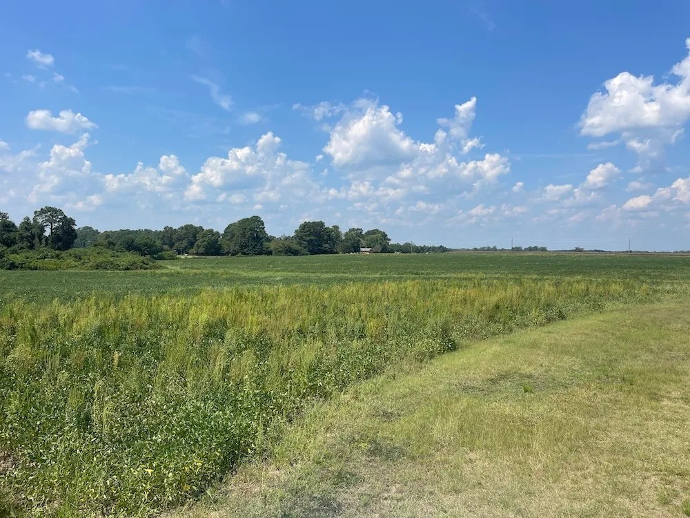 Red Oak Road Tillable Farm With Development Potential Lot 1 featured image
