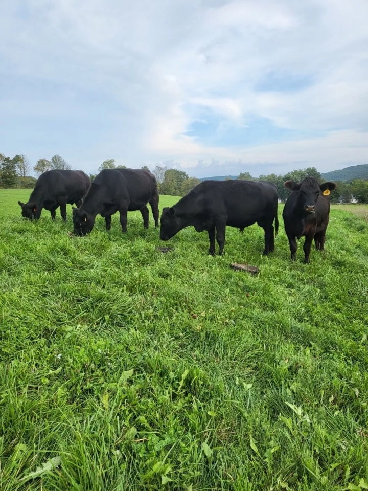 130 acre Former Beef Cattle Ranch with Fields and Pastures on the