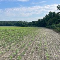 Versatile Agricultural And Timberland images 5