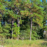 63.19 - Acres Round Prairie Road images 3