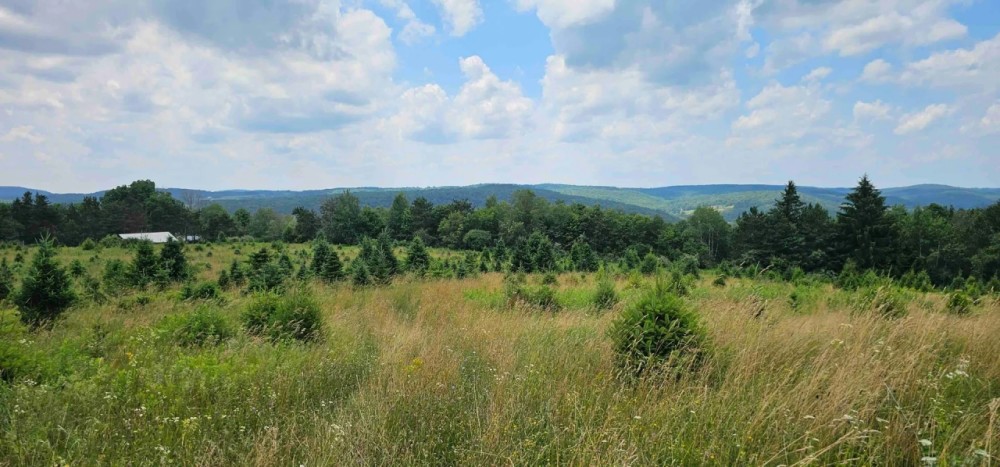 446 acre Farm with House Barns Stocked Pond and Woodlands in Endicott NY 217 Sherder Rd featured image