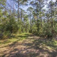 Affordable Hunting Property Adjoining National Forest images 3