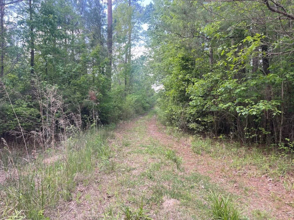 Secluded Timberland Outside Of Nashville featured image