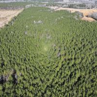 Wooded Lot North Of Castalia