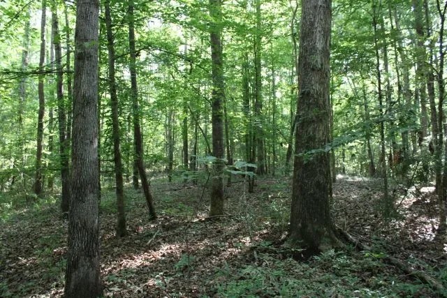 Jena 2 Tract featured image