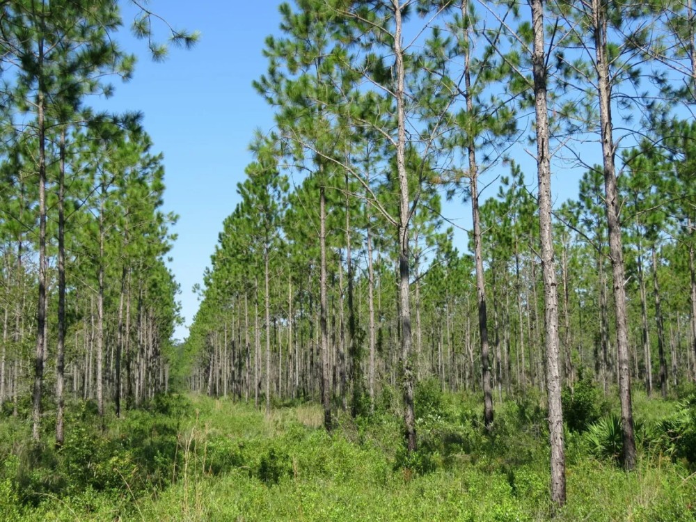 Interlachen Timber and Conservation Tract featured image