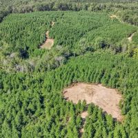Franklin County Land Adjoining Homochitto National Forest images 2
