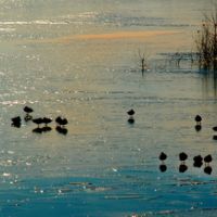 Buffalo Lake NWR 7,664 acres Waterfowl Hunting Land in Randall, TX images 2