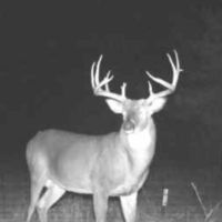 Dynamic Webster Parish Hunting and Recreational Property