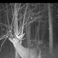Dynamic Webster Parish Hunting and Recreational Property images 5