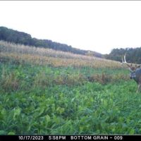 Hunting Land with Trout Stream for Sale in Iowa County Wisconsin images 3