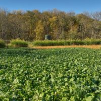 Hunting Land with Trout Stream for Sale in Iowa County Wisconsin images 5