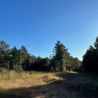 Hunting and Timberland Tract for sale in North Louisiana images 2